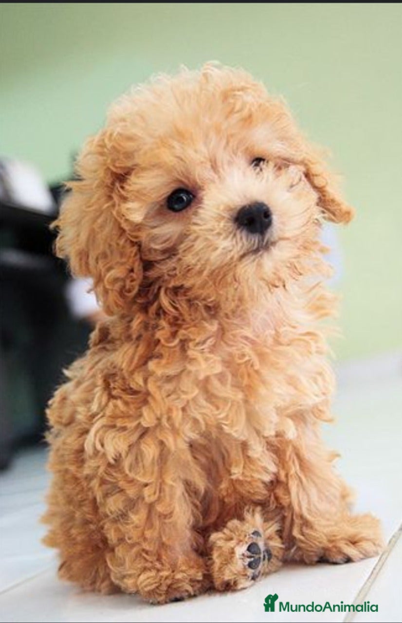 Caniche Toy perros ‼️‼️CANICHE 50% ASIÁTICOS - Anuncio 2