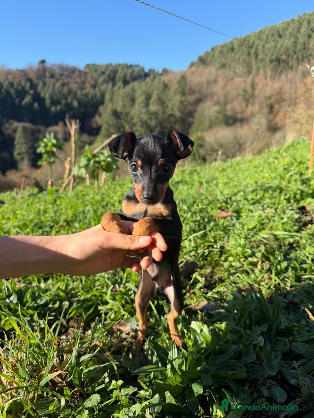 Pinscher Miniatura perros en venta: Cachorros Mini Pincher - Anuncio 1