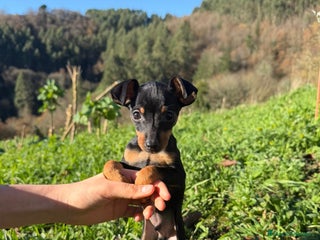 Pinscher Miniatura perros Cachorros Mini Pincher - Anuncio 1