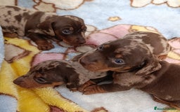 Teckel Miniatura perros en venta: Bellos teckel kaninchen unas miniaturas  - Imagen 4