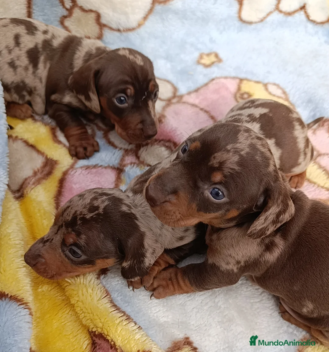 Teckel Miniatura perros en venta: Bellos teckel kaninchen unas miniaturas  - Anuncio 4