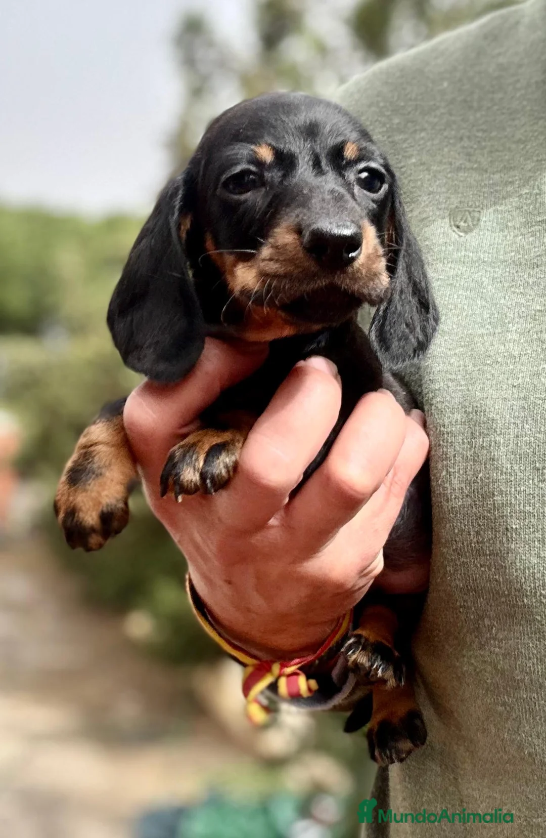 Teckel perros en venta: Cachorros de Teckel Kaninchen en Sevilla - Anuncio 2