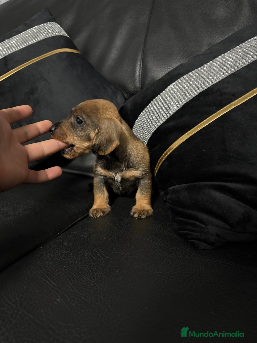 Teckel perros en venta: Disponible teckel color jabalí  - Anuncio 4