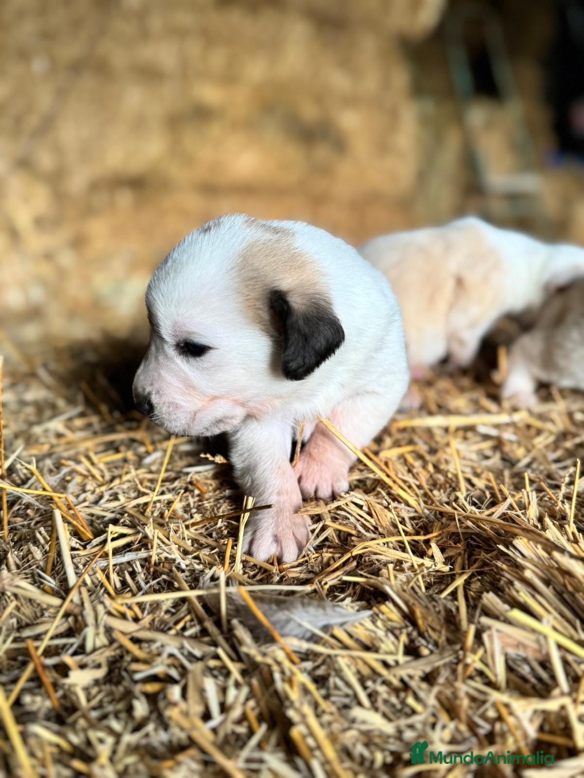 Mastín Español perros MASTIN ESPAÑOL - Anuncio 1