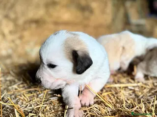 Mastín Español perros MASTIN ESPAÑOL - Anuncio 1