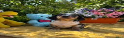 Teckel Miniatura perros en venta: Preciosa camada teckel mini - Anuncio 5
