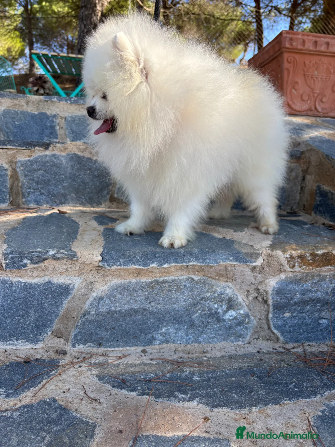 Pomerania perros en venta: Pomerania (lulu de Pomerania blancos) - Anuncio 2