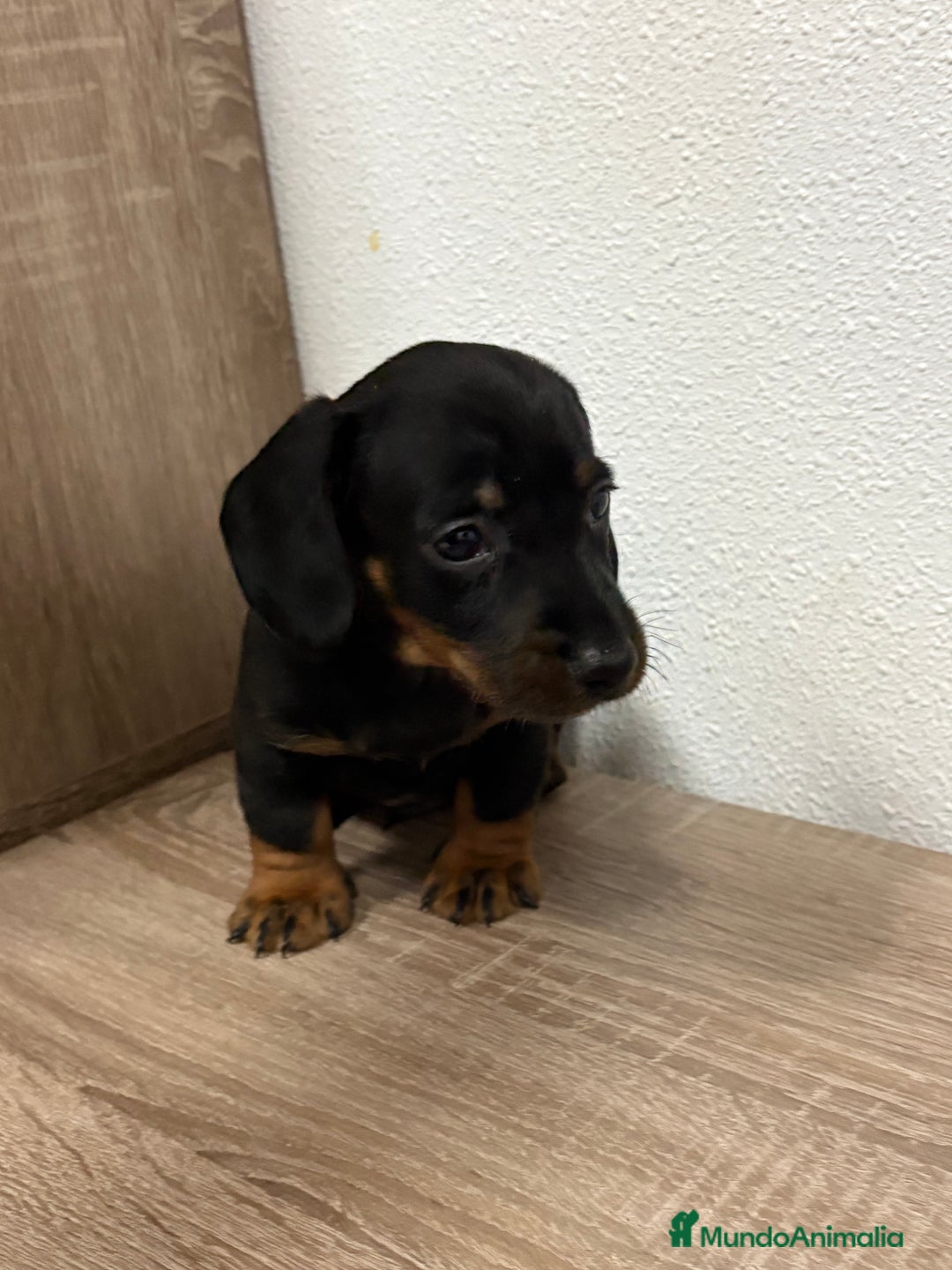 Teckel perros en venta: Cachorro teckel pelo fino - Anuncio 2