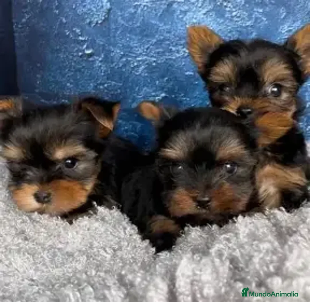 Yorkshire Terrier perros en venta: YORKSHIRE - MACHOS Y HEMBRAS en Cáceres - Anuncio 1