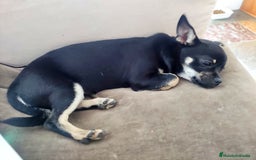 Chihuahua perros en venta: Simpático chihuahua de compañía  - Anuncio 3