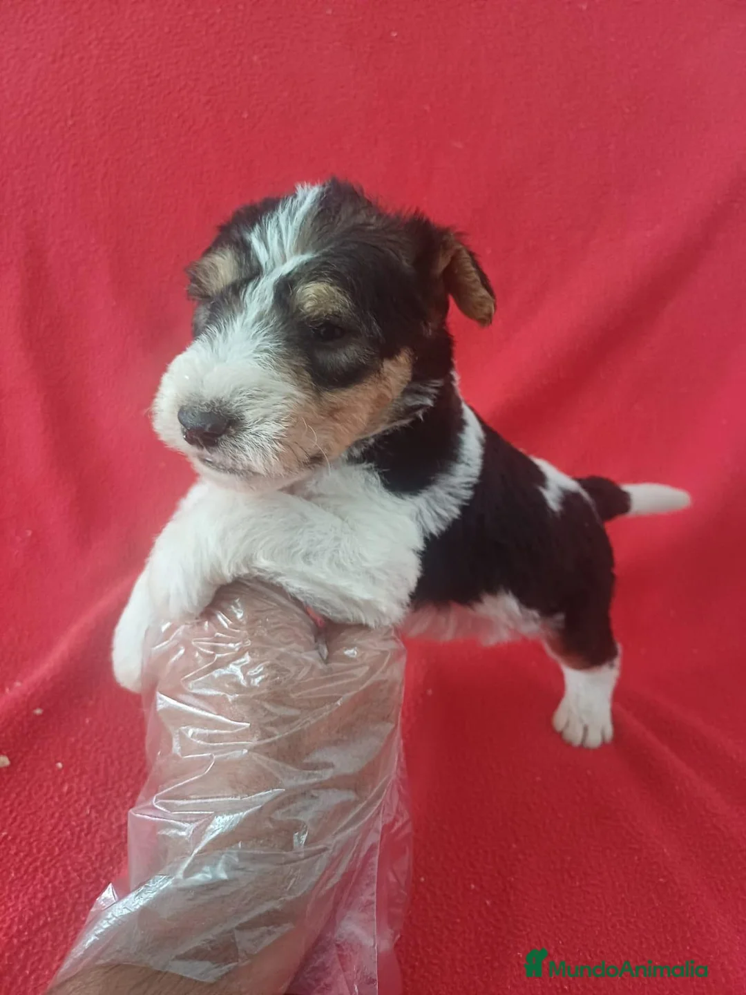 Fox Terrier de Pelo Duro perros en venta: Foxterrier Pelo Duro  - Anuncio 2