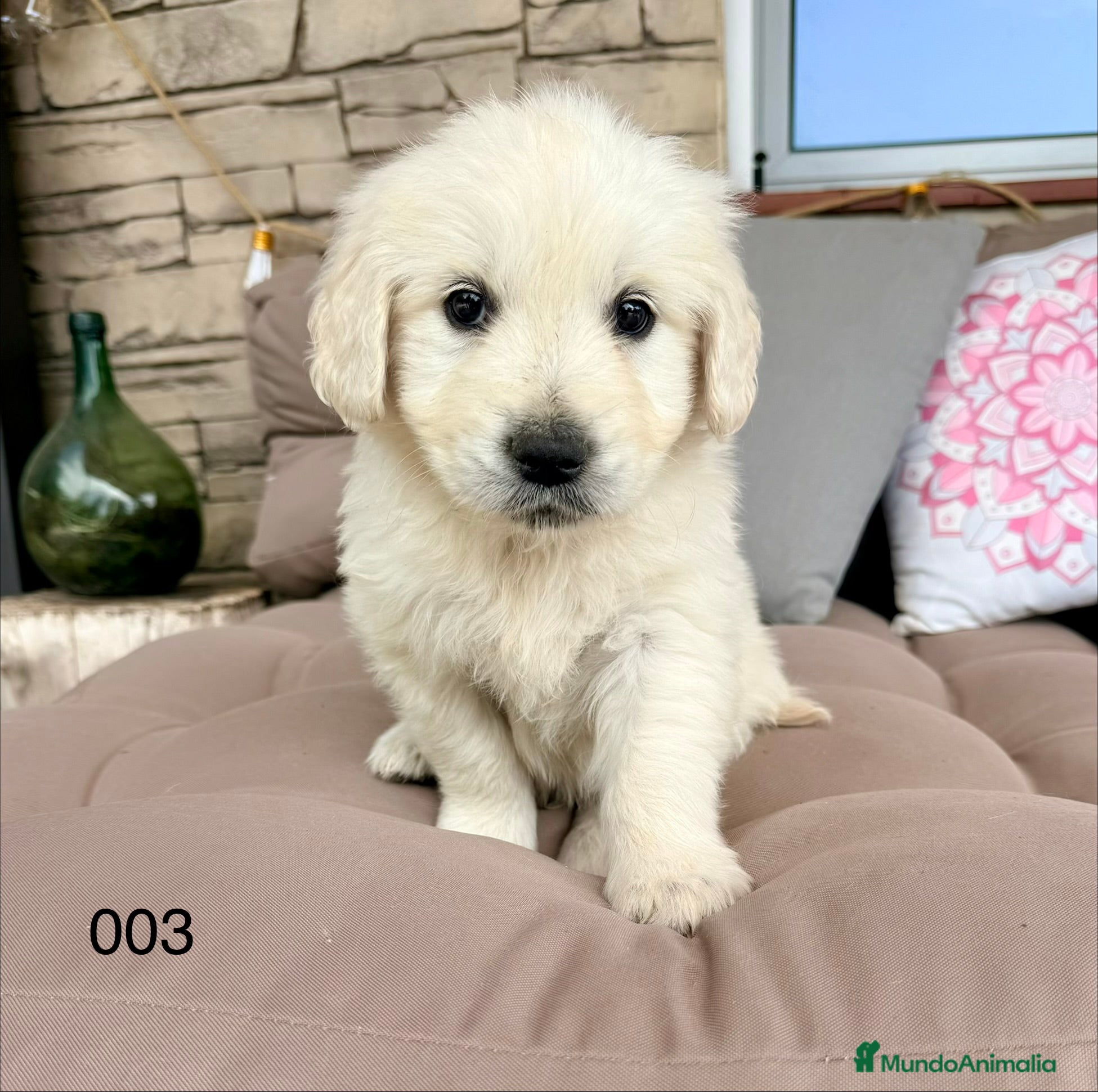 Golden Retriever perros GOLDEN RETRIEVER - Anuncio 1