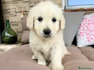 Golden Retriever perros GOLDEN RETRIEVER - Anuncio 1