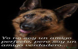 Pastor Alemán perros en venta: Pastor alemán pelo largo  - Anuncio 5