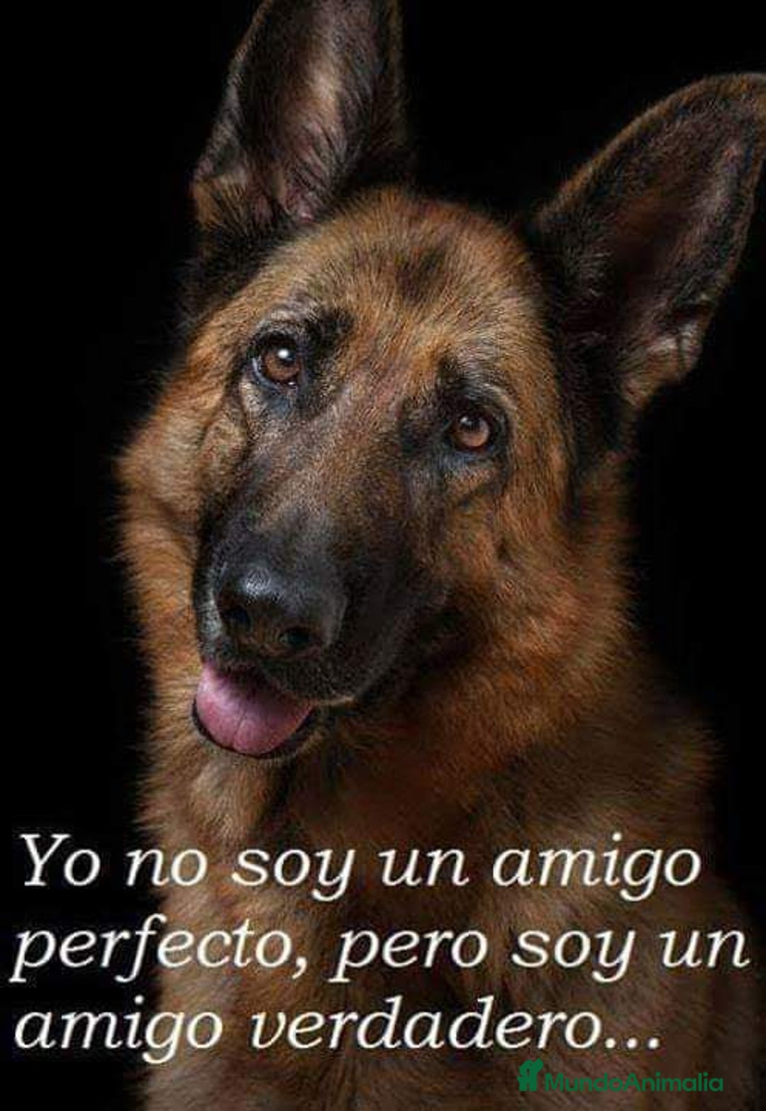 Pastor Alemán perros en venta: Pastor alemán pelo largo  - Anuncio 5