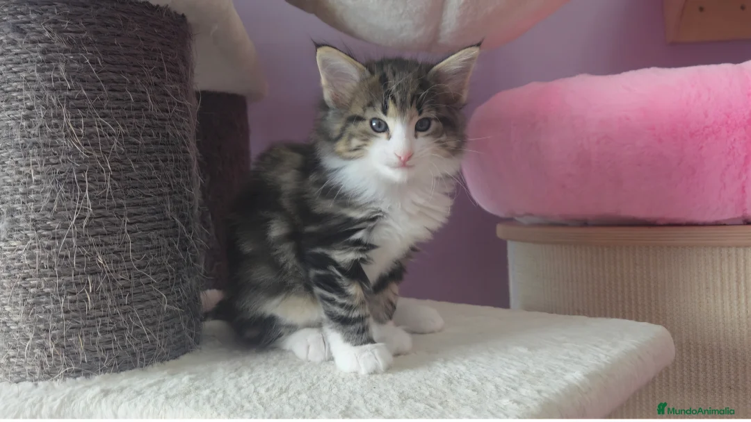 Bosque de Noruega gatos en venta: Gatitos bosques de noruega pedigrí  - Anuncio 2