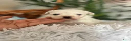 Bichón Maltés perros en venta: BICHON MALTES - Anuncio 7