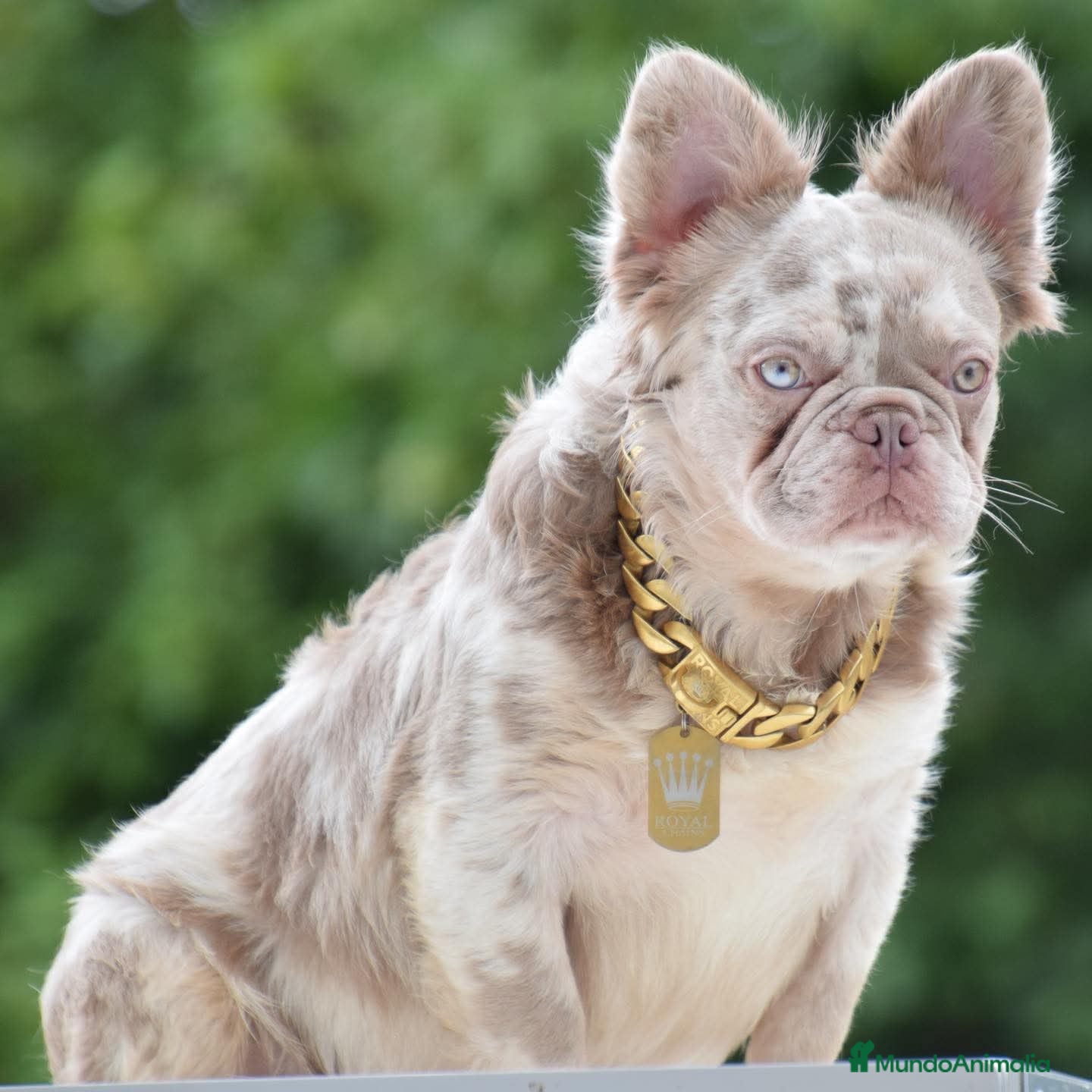 Bulldog Francés perros bulldog francés fluffy ( TODA ESPAÑA )  - Anuncio 1