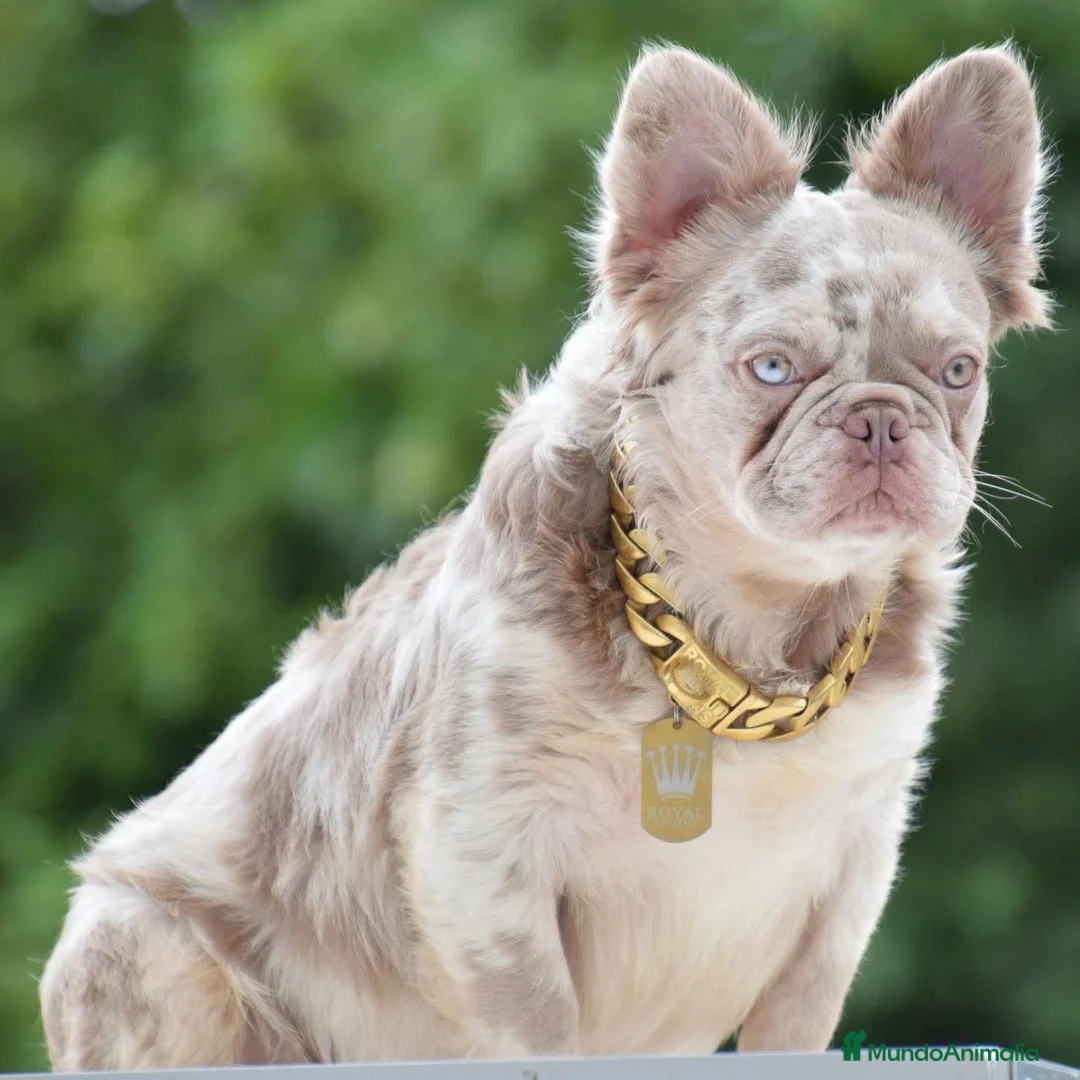 Bulldog Francés perros en venta: bulldog francés fluffy ( TODA ESPAÑA )  - Anuncio 1