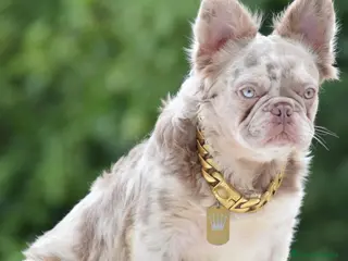 Bulldog Francés perros en venta: bulldog francés fluffy ( TODA ESPAÑA ) - Anuncio 2