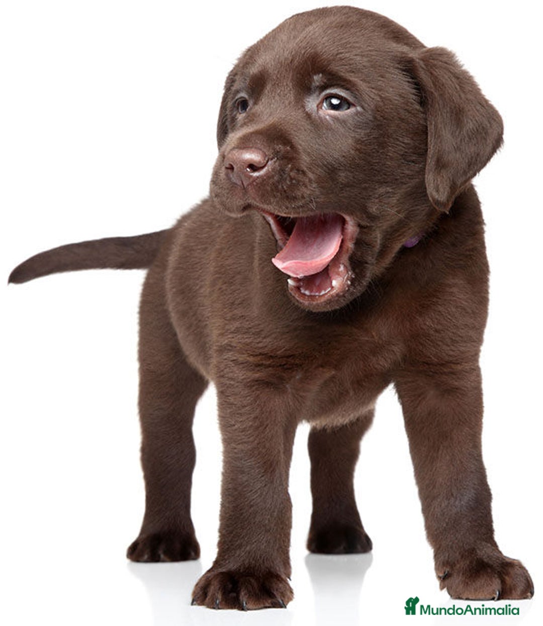 Labrador Retriever perros en venta: labrador  - Anuncio 1