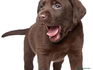 Labrador Retriever perros labrador - Anuncio 1