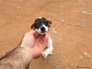 Jack Russell Terrier perros Jack Russell terrier - Anuncio 2