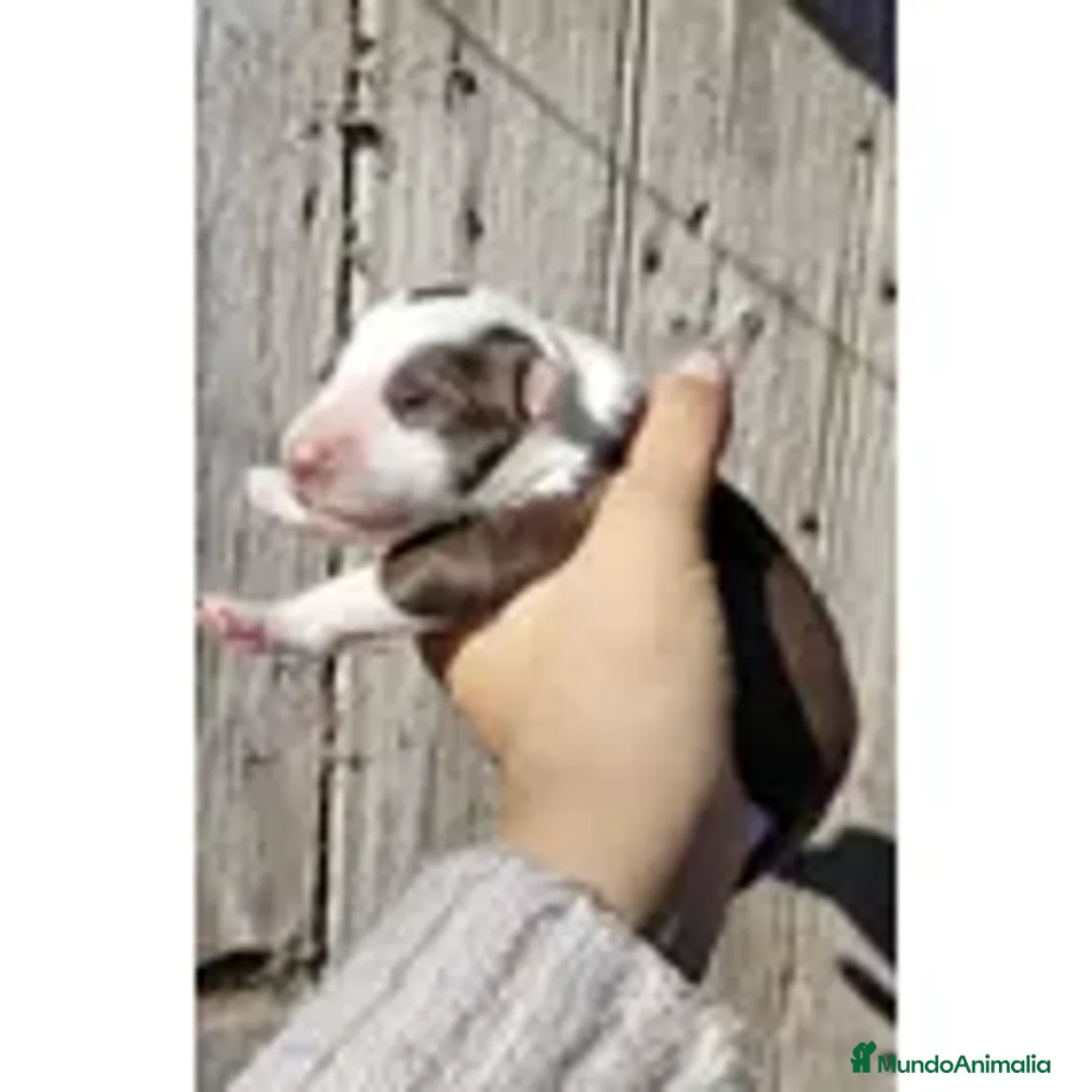 Border Collie perros en venta: border collie cachorros  - Anuncio 3