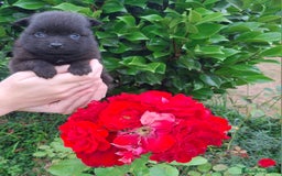 Pomerania perros en venta: Pomerania cachorros - Imagen 16