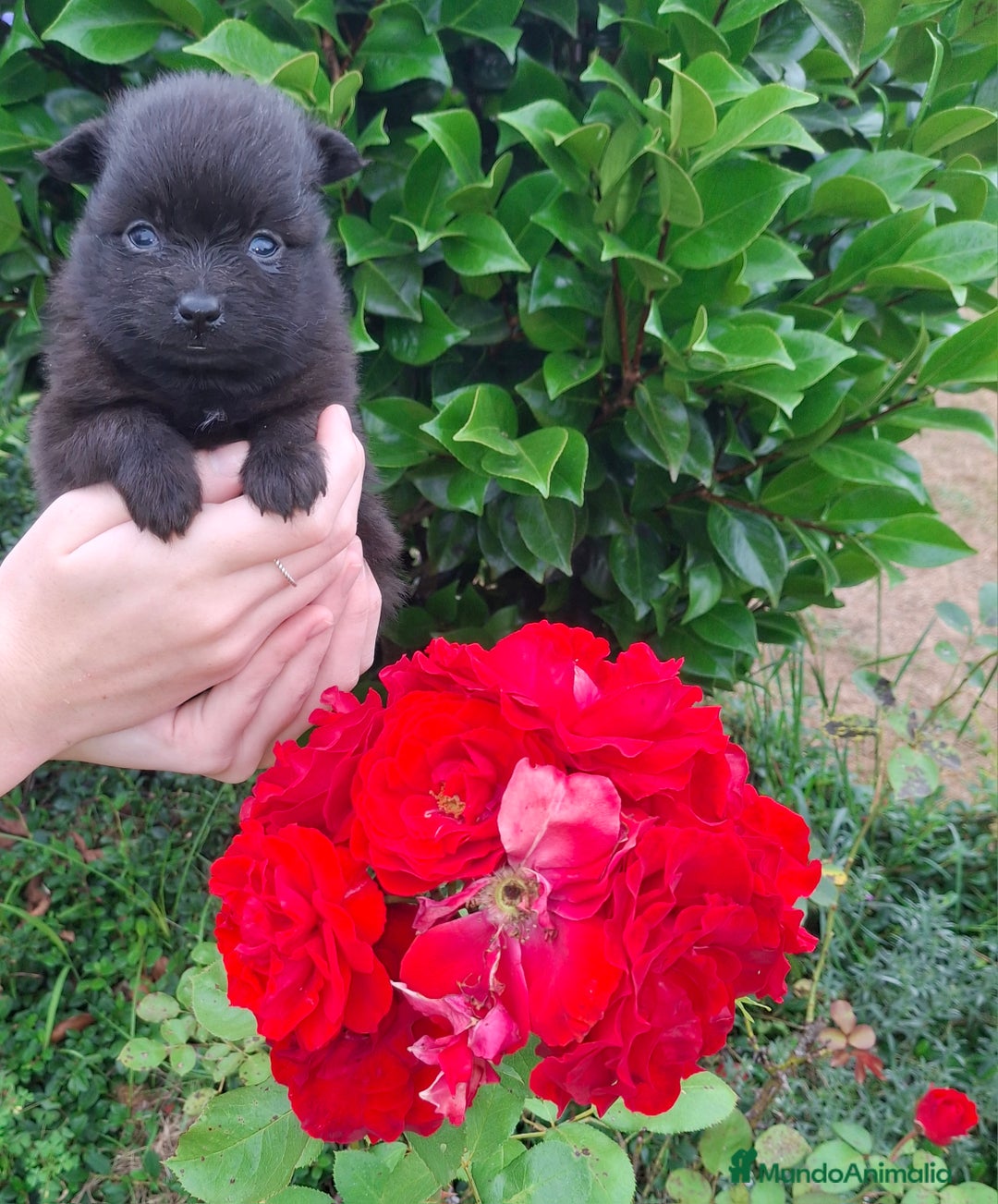 Pomerania perros en venta: Pomerania cachorros - Imagen 16