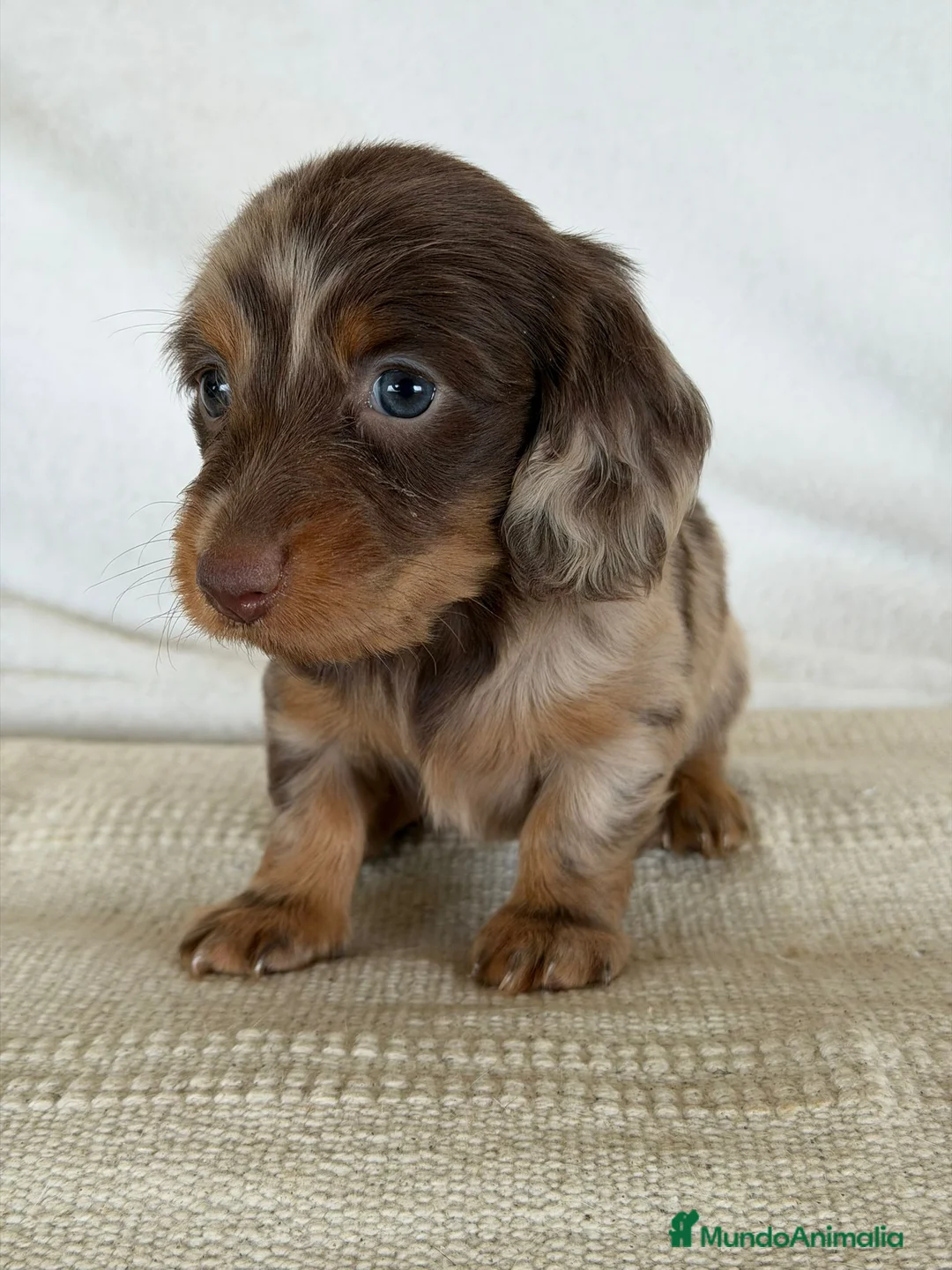 Teckel Miniatura perros en venta: TECKEL PELO LARGO - Anuncio 1