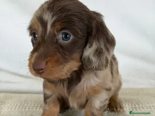 Teckel Miniatura perros TECKEL PELO LARGO - Anuncio 1