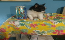 Chihuahua perros en venta: Última hembra de pomchi - Imagen 9