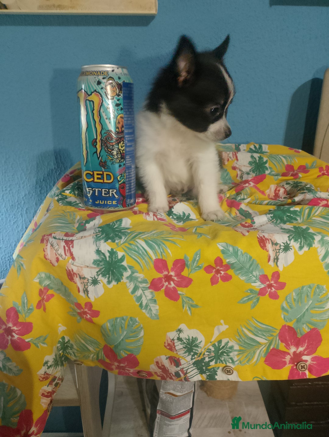 Chihuahua perros en venta: Última hembra de pomchi - Imagen 9