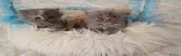 Persa gatos en venta: Gatitos persa himalayo  - Anuncio 7