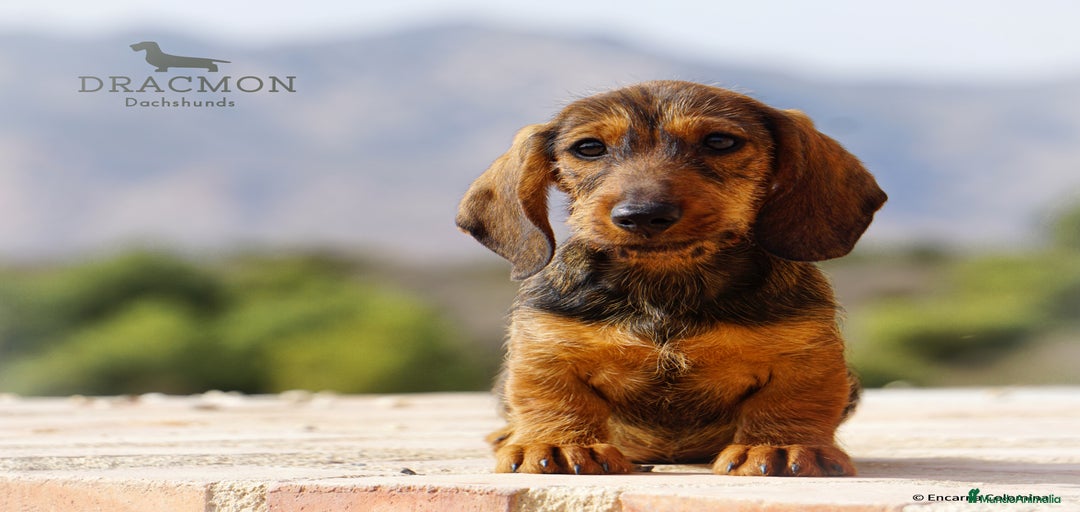 Imagen de galería {{count}}