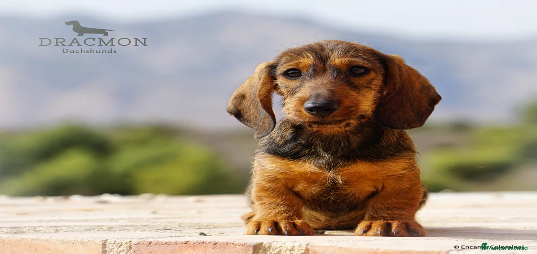 Imagen de galería {{count}}