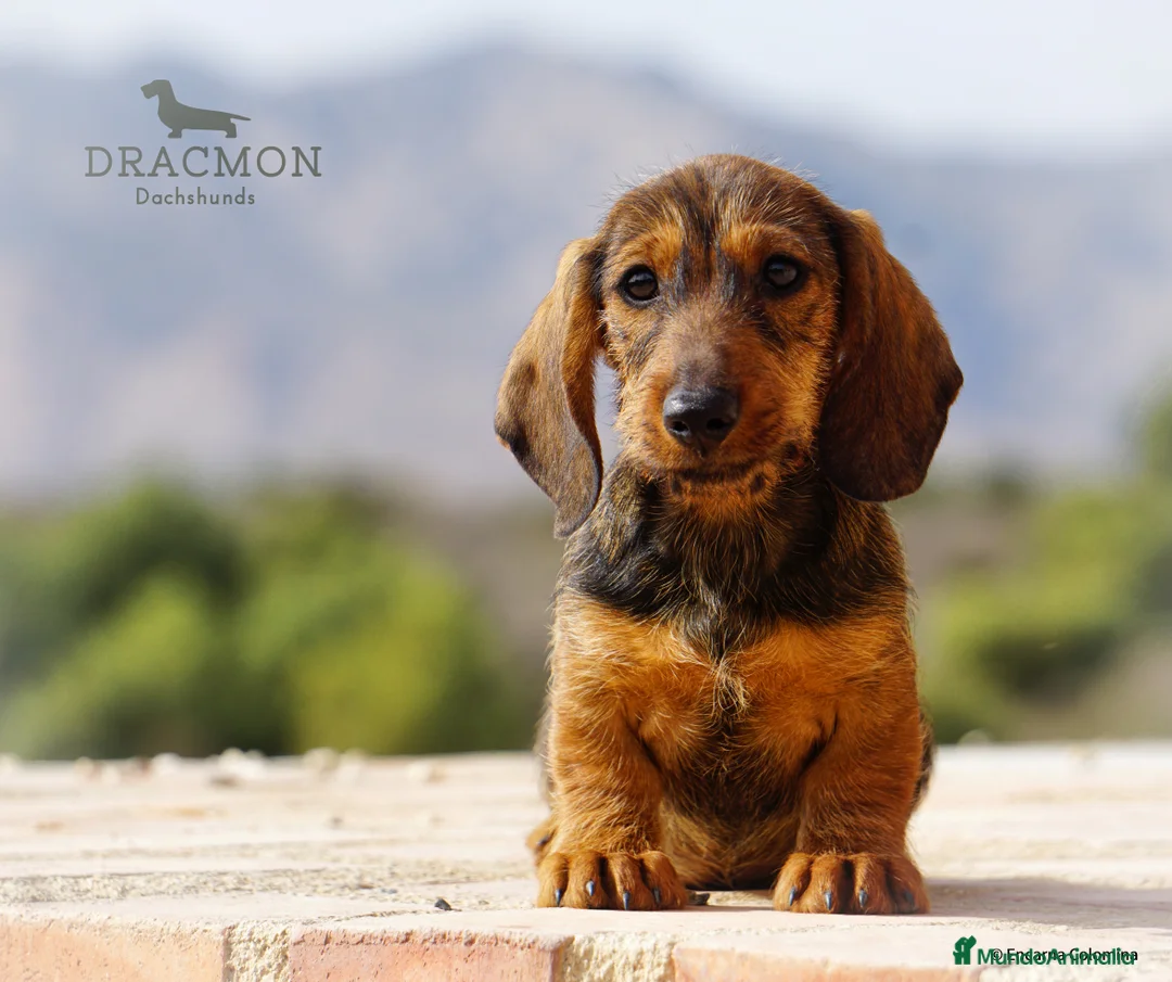 Imagen de galería {{count}}