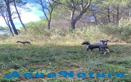 Pequeño Lebrel Italiano perros en venta: Lebrel Italiano Hembra 3 AQUANATURA - Imagen 7