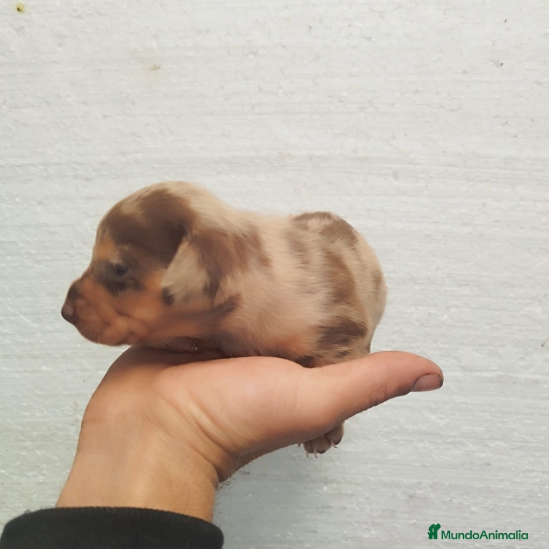 Teckel Miniatura perros en venta: Teckel mini  - Anuncio 4