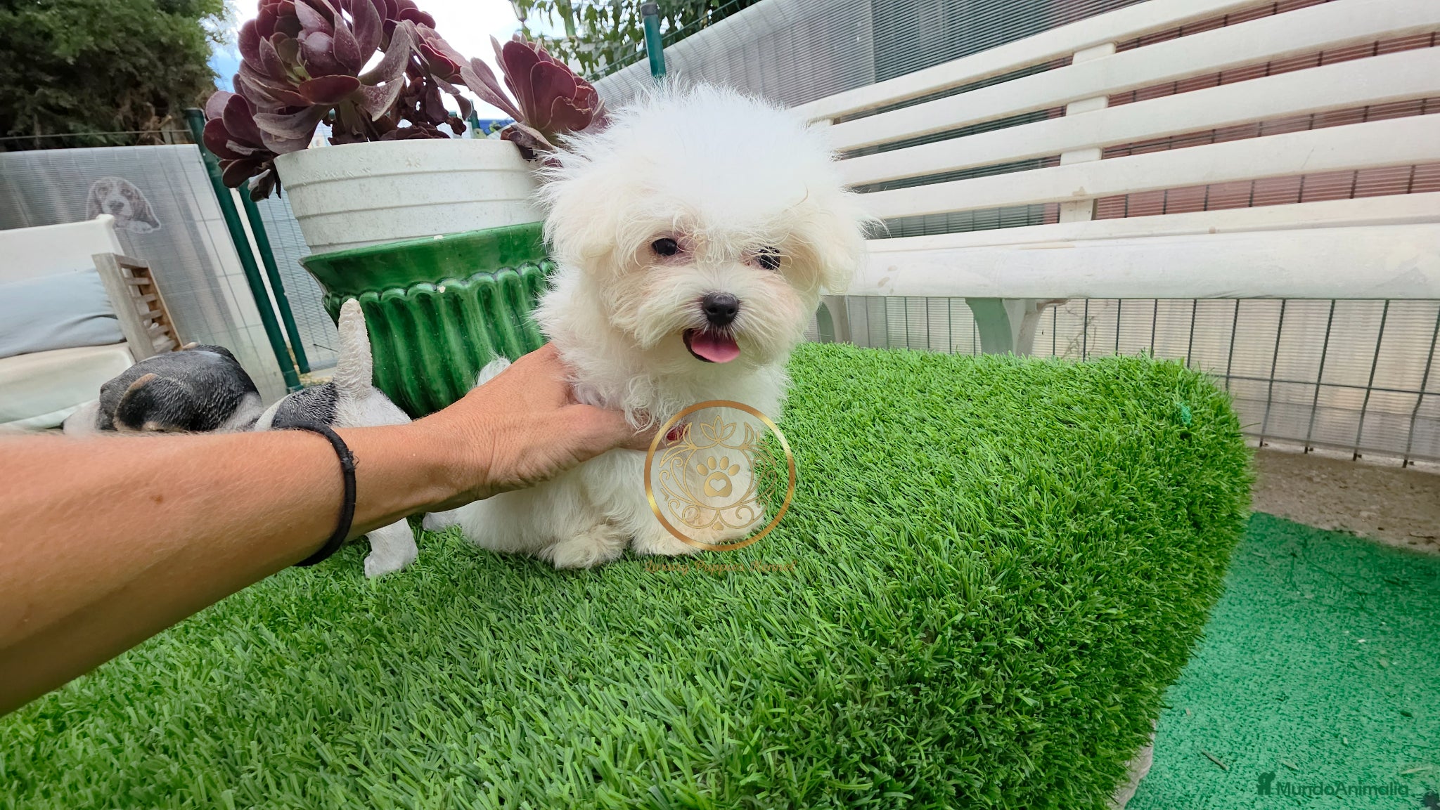 Bichón Maltés perros Bichón maltes pura raza toy  - Anuncio 1