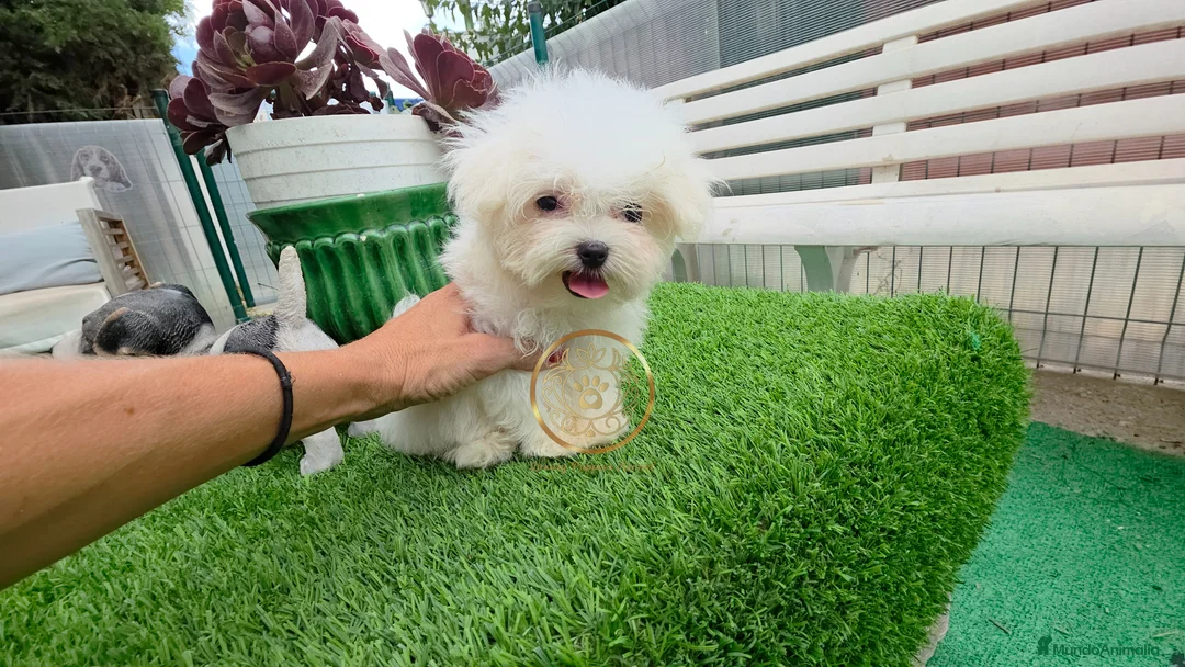 Bichón Maltés perros en venta: Bichón maltes pura raza toy  - Anuncio 1