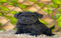 Schnauzer Miniatura perros en venta: Camada de Romie - Imagen 2