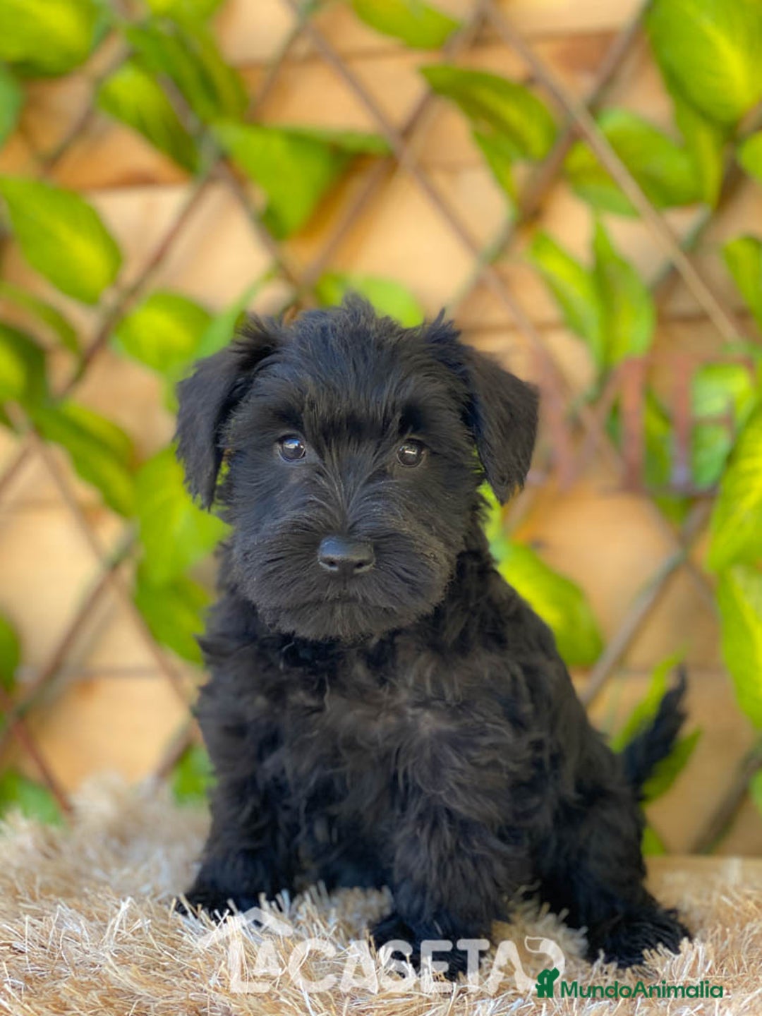 Schnauzer Miniatura perros en venta: Camada de Romie - Imagen 2