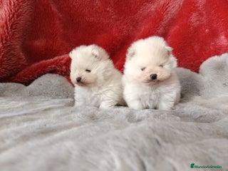 Pomerania perros - Anuncio 5