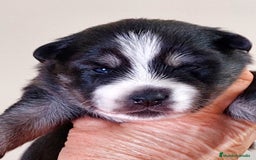 Pomsky perros en venta: Cachorros pomsky o mini husky - Imagen 9