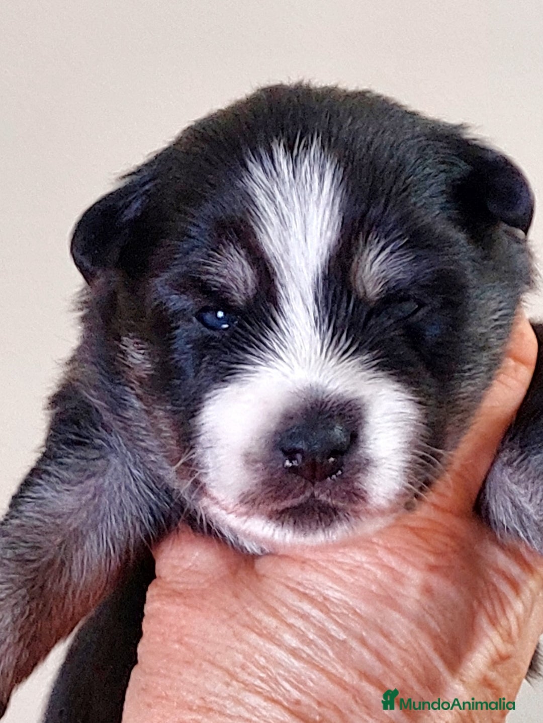 Pomsky perros en venta: Cachorros pomsky o mini husky - Imagen 9