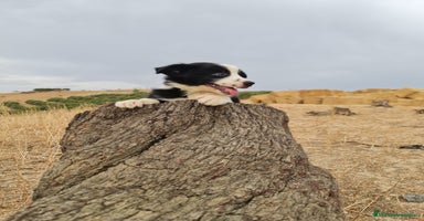 Border Collie perros en Málaga - Anuncio 5