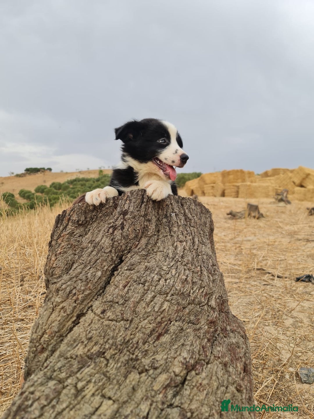Border Collie perros en venta: Border Collie camada en Málaga - Imagen 2