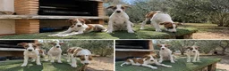 Whippet perros en venta: WHIPPET CACHORROS - VALENCIA - ENTREGA  - Anuncio 1